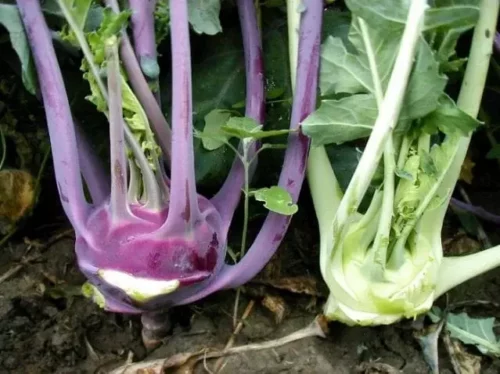 Kohlrabi